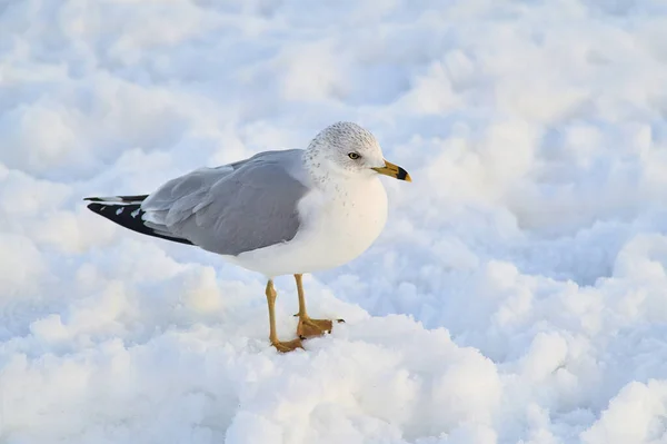 Чайка Стоїть Снігу Порожньому Пляжі — стокове фото