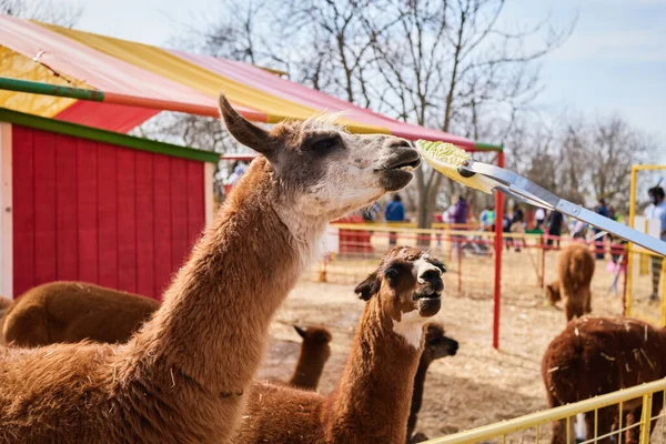 People hand feeding lamas with handy sticks with lettuce