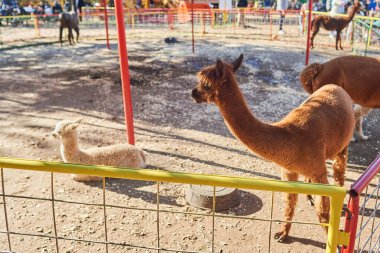 Çiftlik fuarında kalemlerinde alpakalar