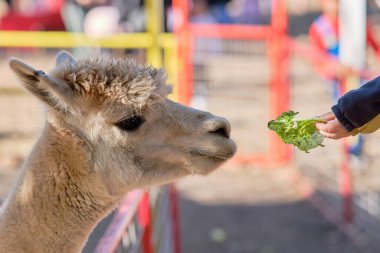 Çiftlik fuarında kalemlerinde alpakalar