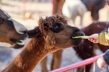 Çiftlik fuarında kalemlerinde alpakalar