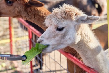 Çiftlik fuarında kalemlerinde alpakalar