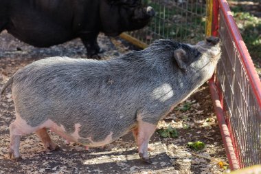 Çiftlik fuarındaki hayvanlar kafeslerinde