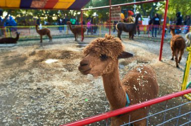 Çiftlik fuarında kalemlerinde alpakalar