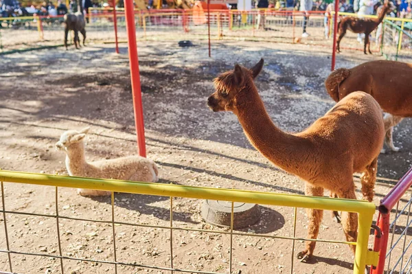 Çiftlik fuarında kalemlerinde alpakalar