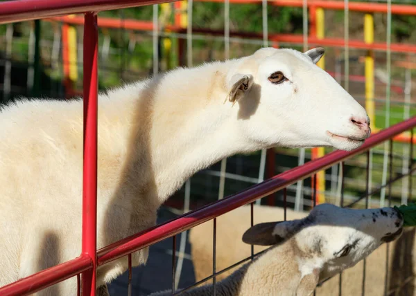 Ovce Ohradách Výstavě — Stock fotografie