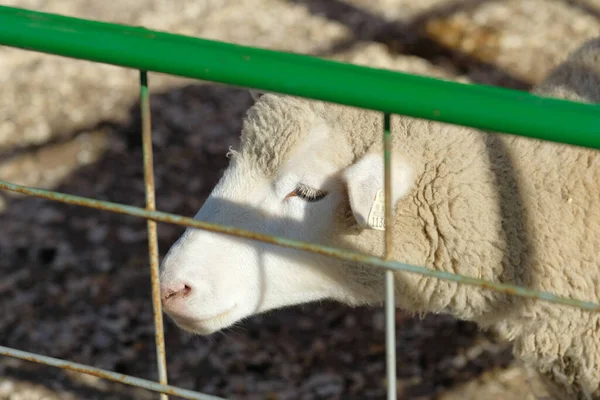 Ovelhas Suas Canetas Feira Fazenda Exposição — Fotografia de Stock