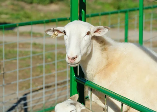 Ovelhas Suas Canetas Feira Fazenda Exposição — Fotografia de Stock