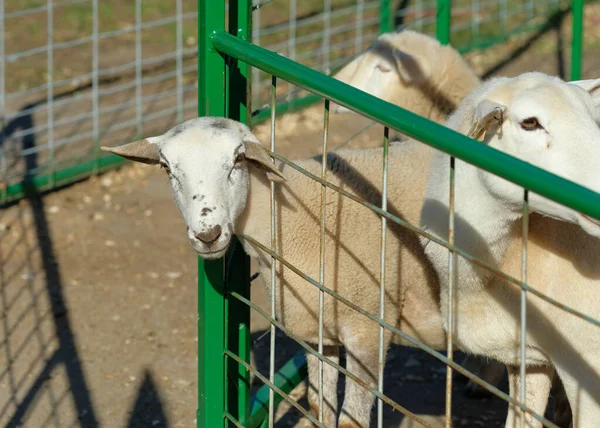 農場フェアの展示会のペンで羊 — ストック写真