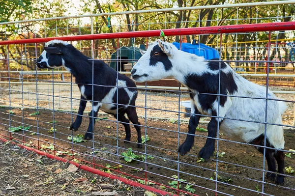 Cabras Bebê Suas Canetas Feira Fazenda Exposição — Fotografia de Stock