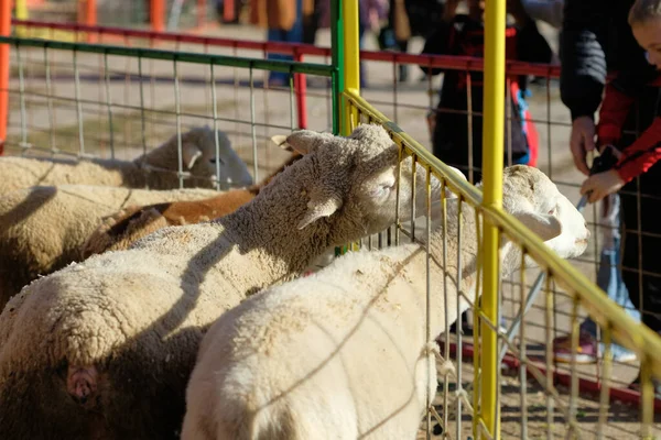 Sheep in their pens at the farm fair exhibition
