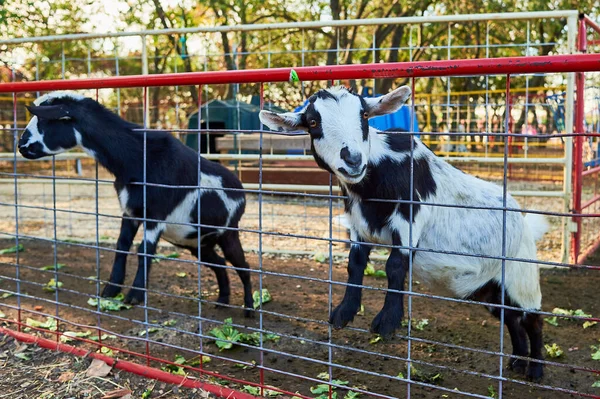Cabras Bebê Suas Canetas Feira Fazenda Exposição — Fotografia de Stock
