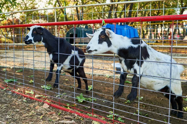 Bébés Chèvres Dans Leurs Enclos Foire Agricole Exposition — Photo