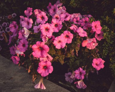 kırmızı ve pembe sabah çiçekleri Matt renk şeması arkaplan için