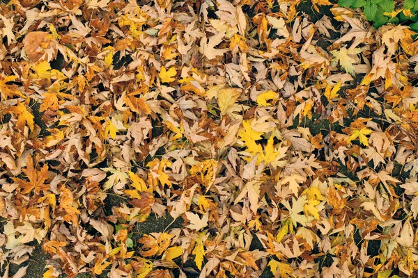 Sonbaharda arka bahçede yere düşmüş sarı ve portakal yapraklarından oluşan kalın bir hasırda yeşil bir nane yaprağı vardı.