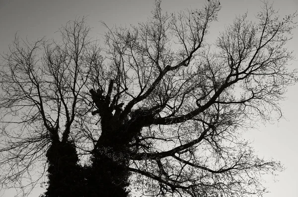 Alter Blattloser Baum Winter — Stockfoto