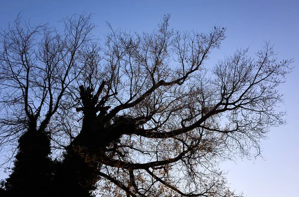 Alter Blattloser Baum Winter — Stockfoto