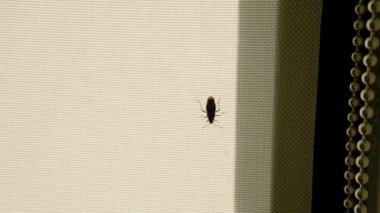 Pencere gölgesinde oturan bir böcek ya da böcek.
