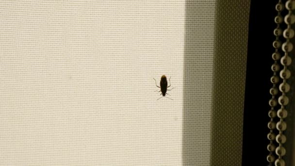 Käfer Oder Käfer Die Auf Einem Fensterschirm Sitzen Und Krabbeln — Stockvideo
