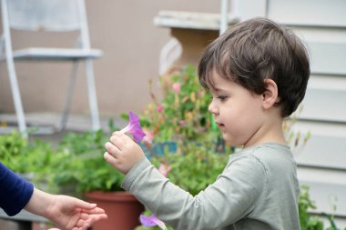 Meraklı çocuk arka bahçede mor bir çiçekle oynuyor.