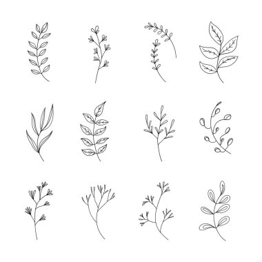 Narin bitki elementlerinin yer aldığı bir dizi botanik çizimi. Markalaşma, durağanlık, tekstil tasarımı ve güzel sanatlar için harika..