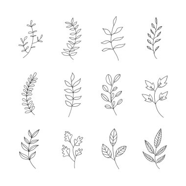 Narin bitki elementlerinin yer aldığı bir dizi botanik çizimi. Markalaşma, durağanlık, tekstil tasarımı ve güzel sanatlar için harika..