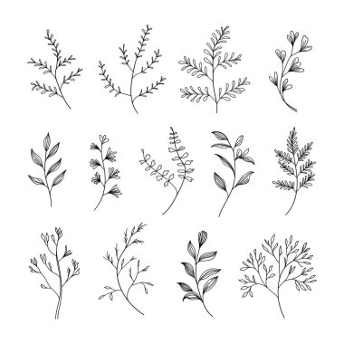 Çeşitli bitki türlerinin yer aldığı güzel botanik çizimler. Logolar, kırtasiye malzemeleri ve minimalist kompozisyonlar için mükemmel..