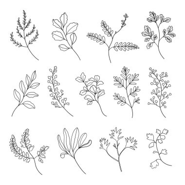 Çeşitli bitki türlerinin yer aldığı güzel botanik çizimler. Logolar, kırtasiye malzemeleri ve minimalist kompozisyonlar için mükemmel..