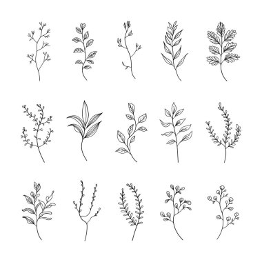 Minimalist yaprakları ve çiçekli elementleri olan basit botanik çizimler koleksiyonu. Modern logolar, markalaşma, ambalaj ve davetiyeler için ideal.
