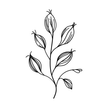Hassas tomurcukları ve basit çizgileri olan ince çiçek sapı çizimleri, tebrik kartları, çıkartmalar veya ince kadınsı desenler için idealdir..