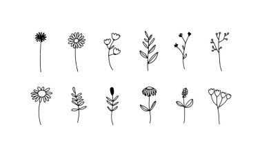 Nazik kıvrımlı taç yaprakları ve ince botanik tasarımlar için temiz çizgileri olan tek bir el çizimi çiçek..