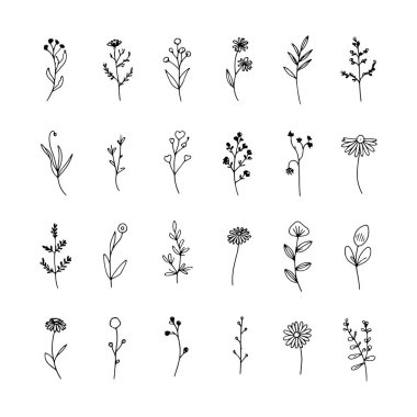 Zarif botanik çiçekleri. Yumuşak kıvrımlı yaprakları ve ince tabanı var. Sanat tarzında çizilmiş..