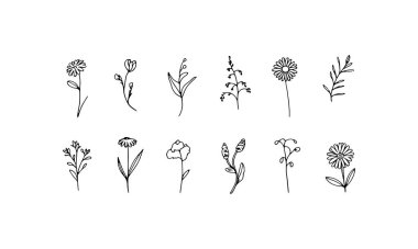 Düz saplı hafif taç yaprakları olan küçük çiçek başları açık ve minimum çiçek hatlarında.