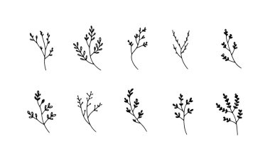 İnce yaprakları ve zarif çizgileri olan el yapımı doğal dallar, kırtasiye, paketleme veya ince eko tasarımlar için idealdir..