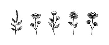 Narin çiçekler ve yumuşak eğreltiotu dalını birleştiren doğal bir çiçek çizimi..