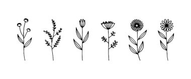 İnce yapraklı, yuvarlak veya sivri yapraklı rafine bir sıra uzun saplı çiçek..