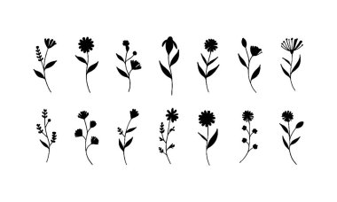 Zarif doğal kompozisyonlar için küçük yaprakları ve yuvarlak çiçekleri olan ince çizgili botanik çizimler..