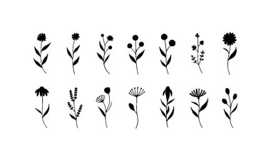 Zarif doğal kompozisyonlar için küçük yaprakları ve yuvarlak çiçekleri olan ince çizgili botanik çizimler..