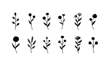 Zarif doğal kompozisyonlar için küçük yaprakları ve yuvarlak çiçekleri olan ince çizgili botanik çizimler..