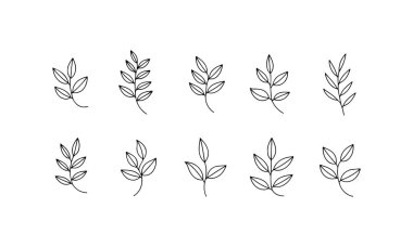 Çeşitli yaprak tasarımlarının zarif çizimleri iki sıra halinde düzenlenir. Minimalist stil, basitlik ve zarafeti korurken karmaşık ayrıntılar sergiler.