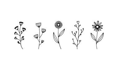 Zarif doğal kompozisyonlar için küçük yaprakları ve yuvarlak çiçekleri olan ince çizgili botanik çizimler..