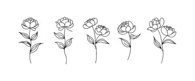 Beş şakayık çiçeği, farklı çiçek evrelerini gösteren doğrusal bir düzende resmedilir. Her çiçekte ince gövdeler ve yapraklar boyunca karmaşık detaylar bulunur..