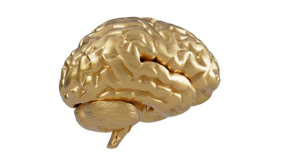 Gyllene Mänsklig Hjärna Modell Vit Bakgrund Med Klippning Väg Till — Stockfoto