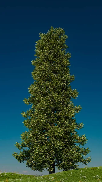 a lone tree on a hill under a blue sky,3D illustration.