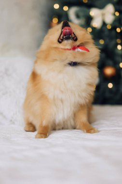 Pomeranya köpek cinsinin köpeği yerde yatar, patilerini önünde uzatır ve esner. Yüksek kalite fotoğraf