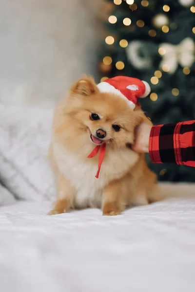 Feliz Navidad Perro Jack Russell Terrier Una Casa Decorada Con — Foto de Stock