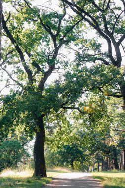 Yazın korkunç bir ormanın içinden, dinlenme yerinin yakınına giden bir yol. Yüksek kalite fotoğraf