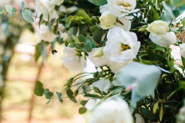 Düğün kemerine yakın beyaz güller. Düğün seremonisi. Yüksek kalite fotoğraf. Yüksek kalite fotoğraf