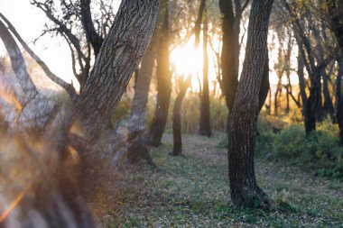 Güneş ışınları ve uzun gölgelerle ormanda güzel bir sabah manzarası. Yüksek kalite fotoğraf