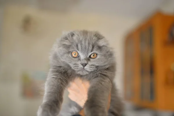 长着一双大眼睛的英国品种的可爱的灰色小猫 高质量的照片 — 图库照片